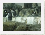 Gentoo Penguins Central Park Zoo New York * 2592 x 1944 * (1.34MB)